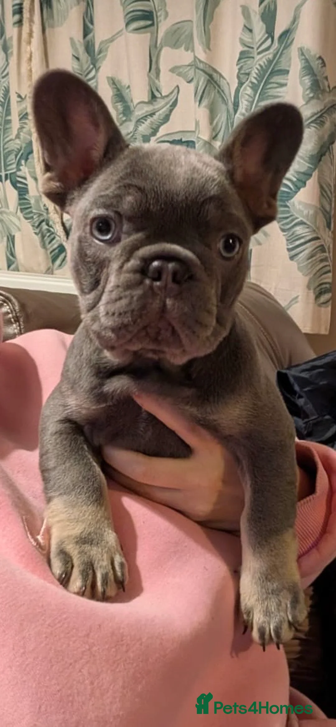 French Bulldog dogs for sale: Health tested kc reg blue/tan lilac tan puppies - Advert 3