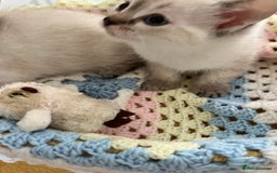Ragdoll cats for sale: Pure Ragdoll Boys – Raised with Mum in Family Home - Image 5