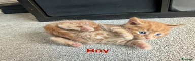 Ginger boy