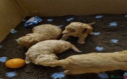 Miniature Poodle dogs for sale: Beautiful Miniature poodles  - Image 25