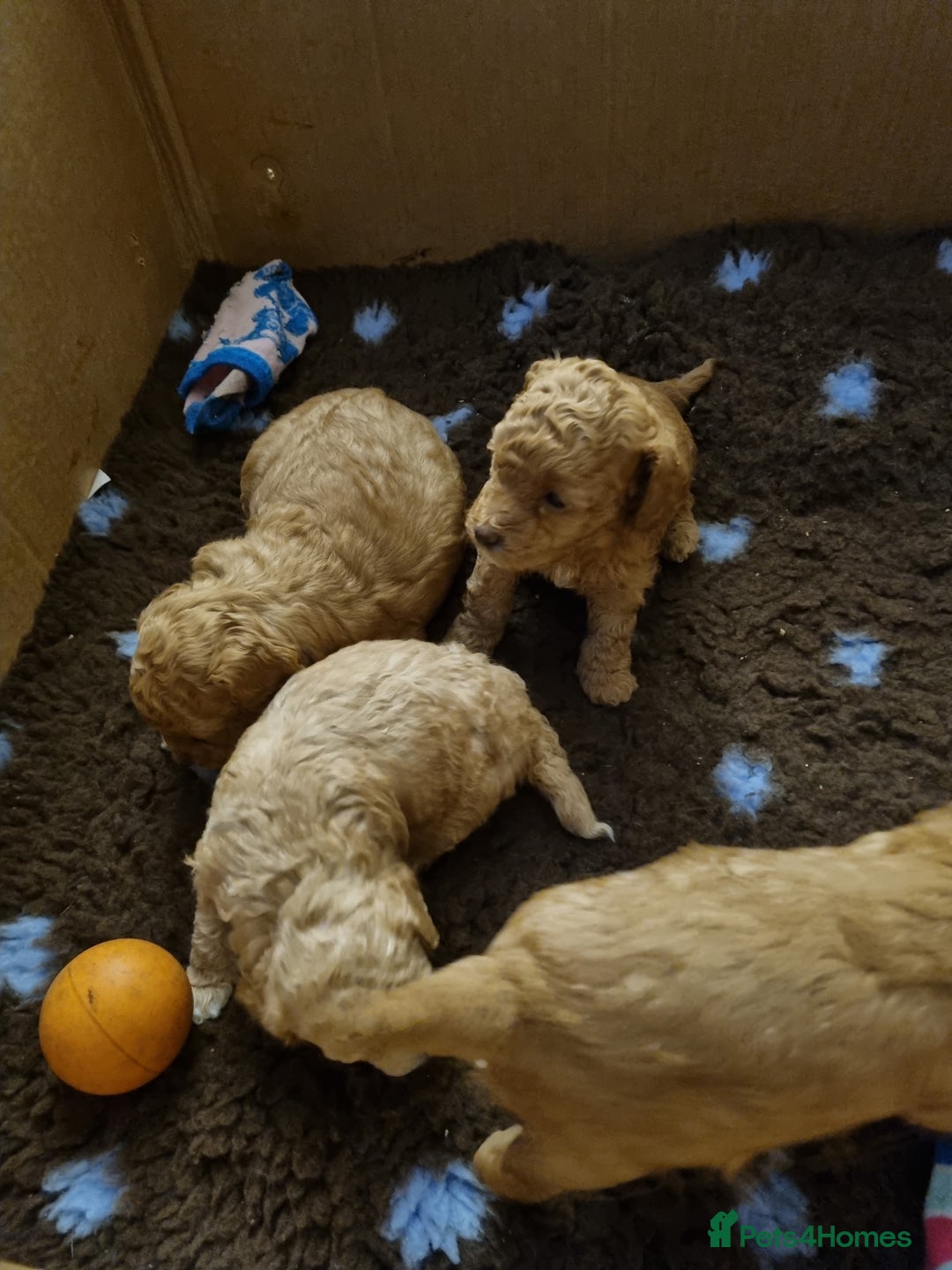 Miniature Poodle dogs for sale: Beautiful Miniature poodles  - Image 25