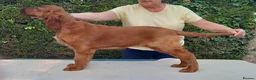 Irish Setter dogs for sale: Heather is only available now due to time wasters in Boston - Advert 2