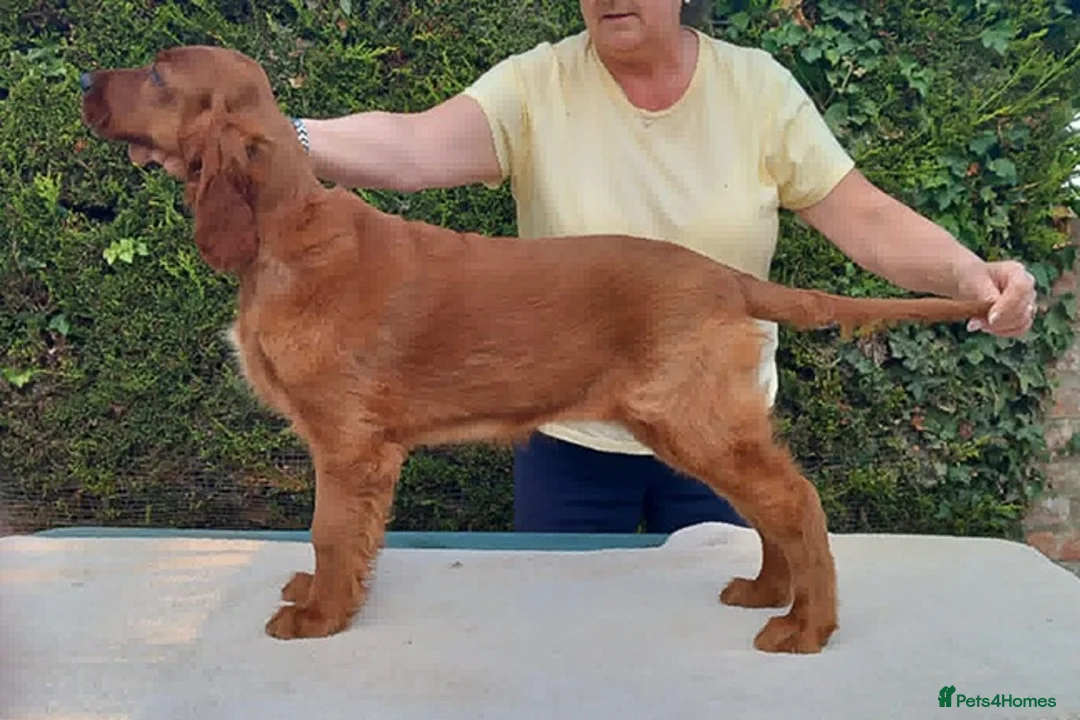 Irish Setter dogs for sale: Heather is only available now due to time wasters in Boston - Advert 2