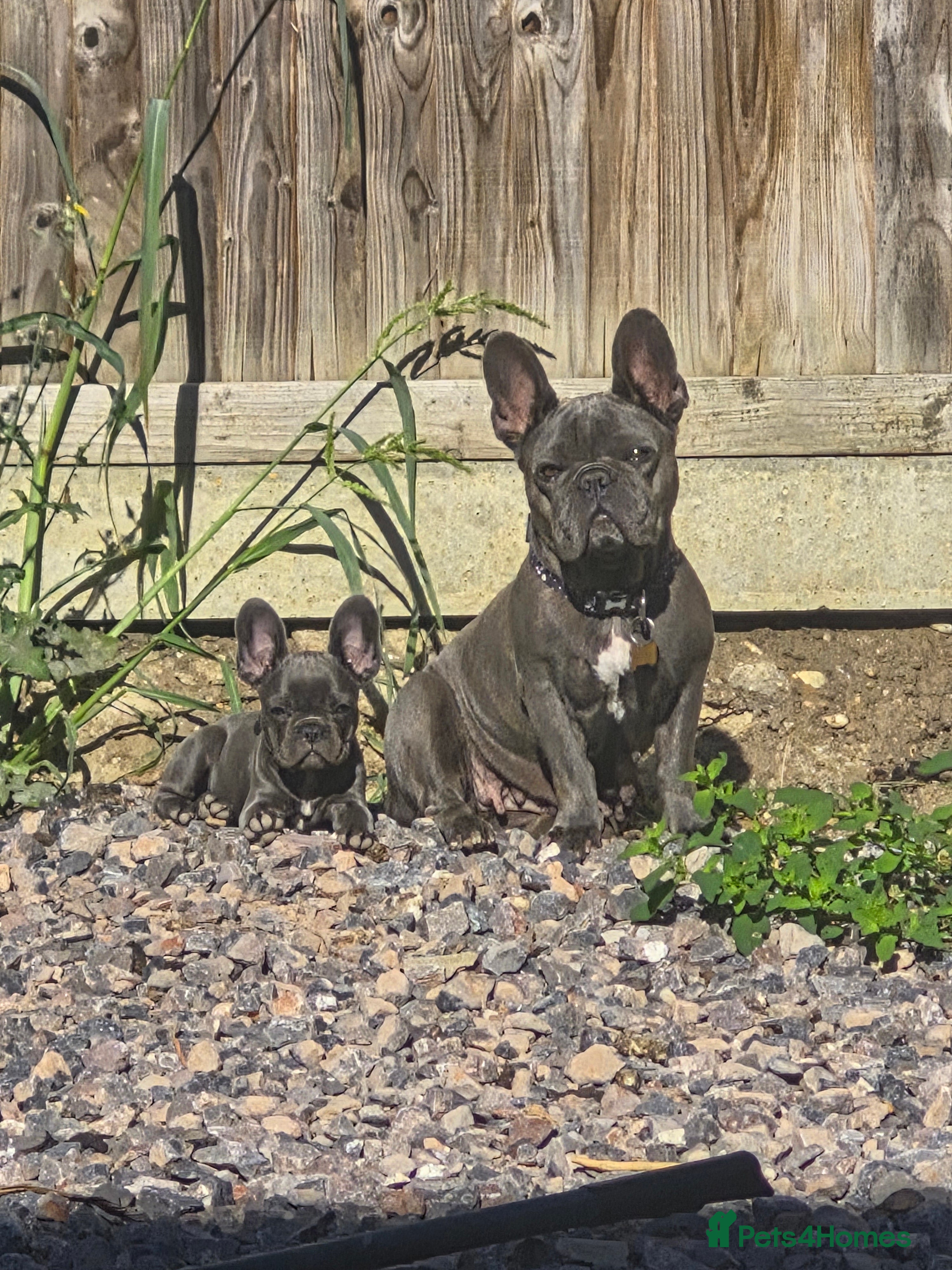 French Bulldog dogs Beautiful French Bulldog girl - Advert 3