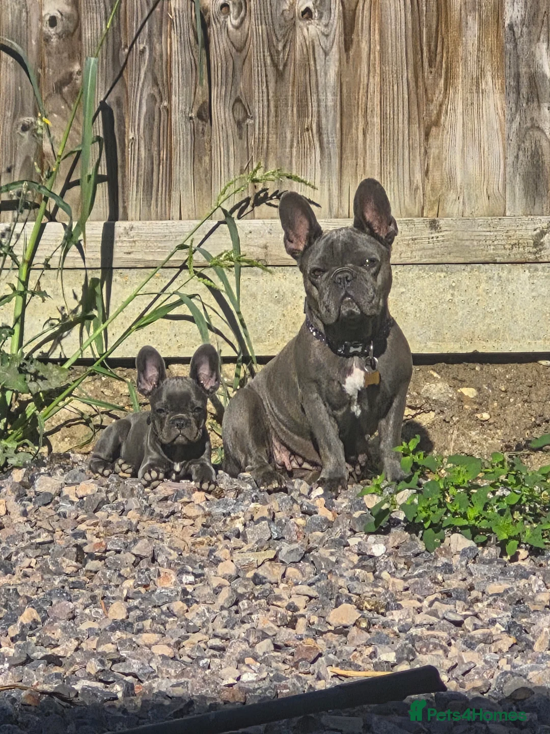 French Bulldog dogs for sale: Beautiful French Bulldog girl in Wickford - Advert 1