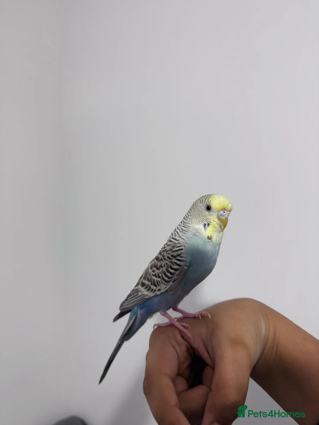Budgerigars birds for sale: Friendly Tame Budgie – Hand-Trained & Playful in Bradford - Advert 4