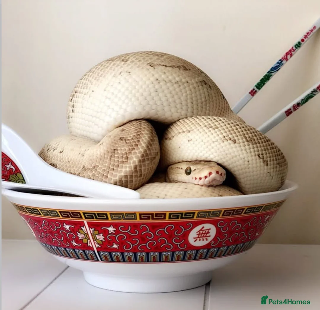 Python Snake reptiles for sale: Super friendly Champagne royal.  in London - Advert 1