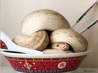 Python Snake reptiles Super friendly Champagne royal. - Advert 15