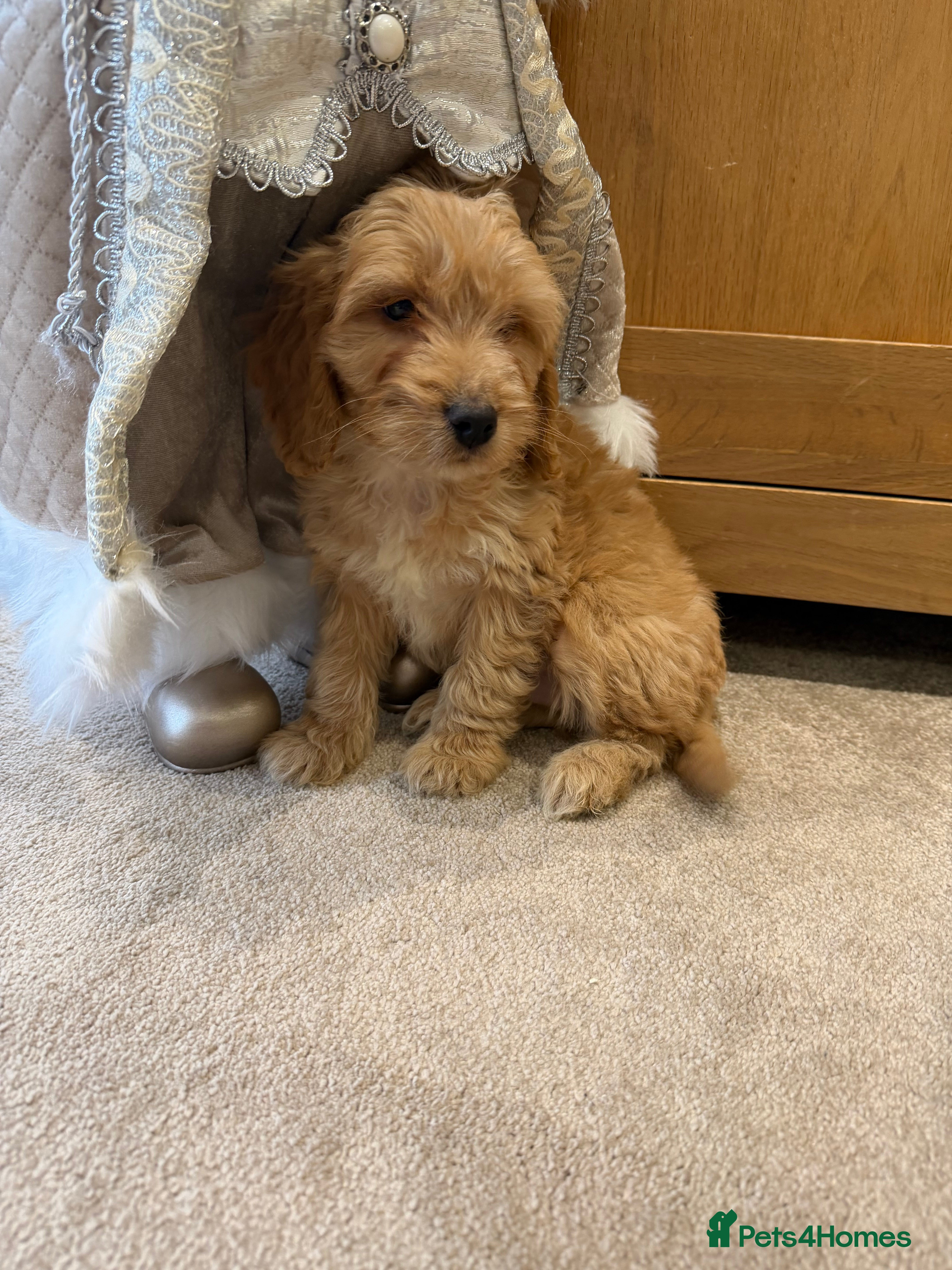 Cockapoo dogs Beautiful hereditary healthy 2 male pups - Advert 11