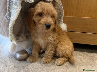Cockapoo dogs Beautiful hereditary healthy 2 male pups - Advert 8