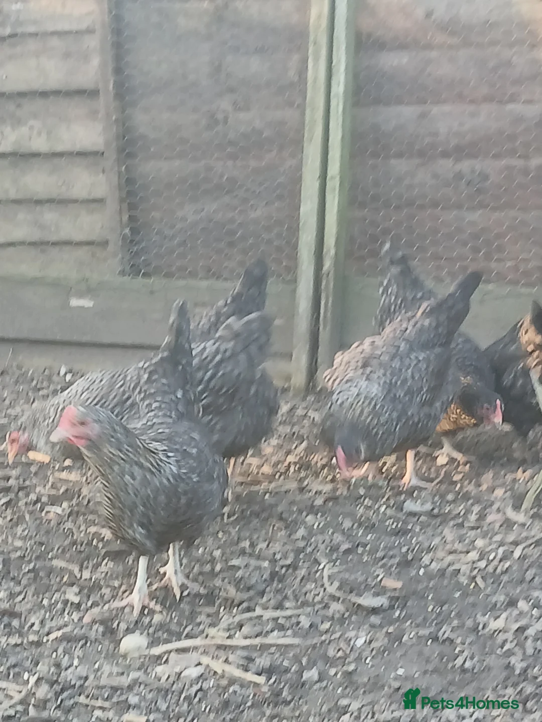 Chickens poultry for sale: Cuckoo maran pullets - Advert 3