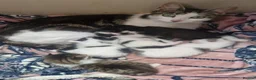 Mixed Breed cats for sale: Kittens  in Peterborough - Advert 1