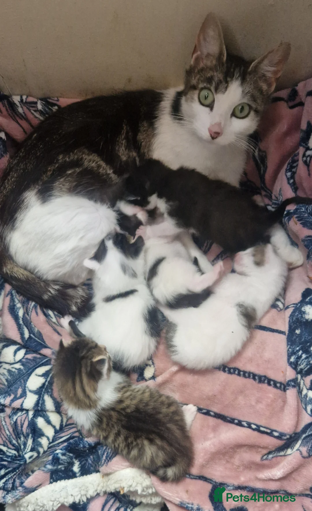 Mixed Breed cats for sale: Kittens  in Peterborough - Advert 1