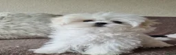 Maltese dogs for sale: Adorable Miniature Maltese Boy - Advert 4