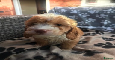 Cockapoo dogs - Advert 3