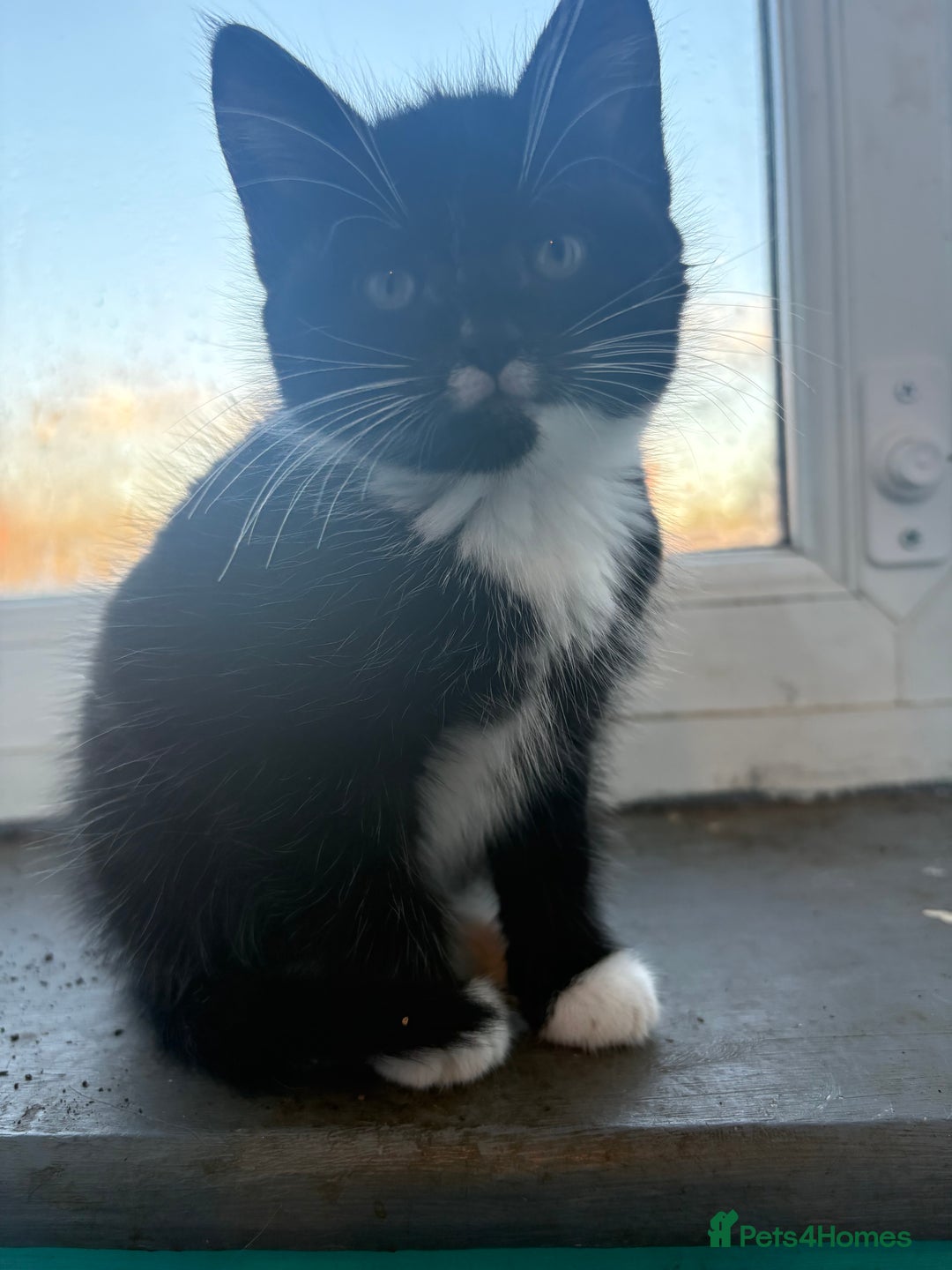 British Shorthair cats for sale: 8 week old kittens - Image 2