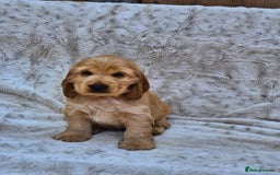 Cocker Spaniel dogs for sale: Kc reg Show Cocker Spaniels  - Image 6