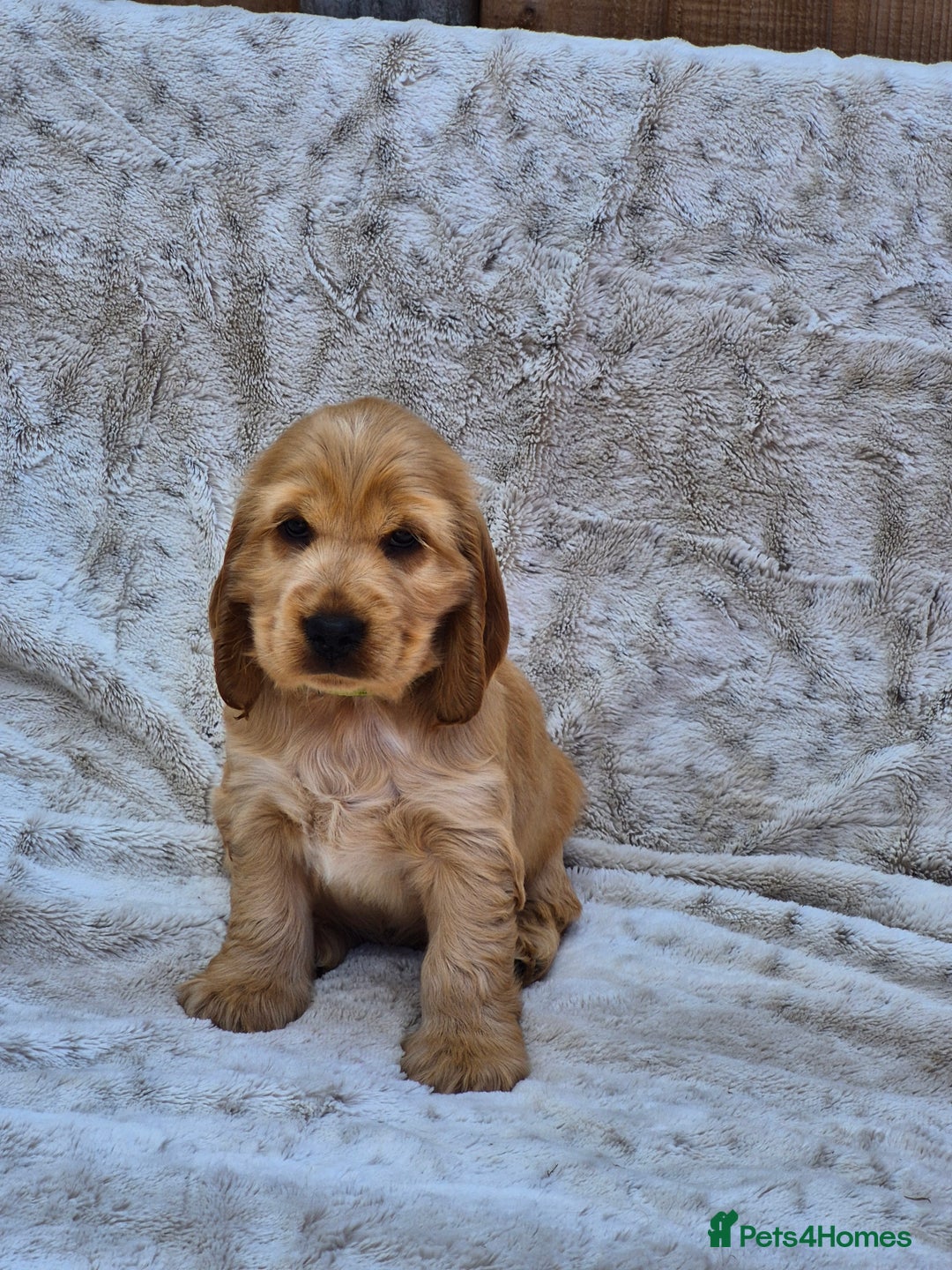 Cocker Spaniel dogs for sale: Kc reg Show Cocker Spaniels  - Image 6
