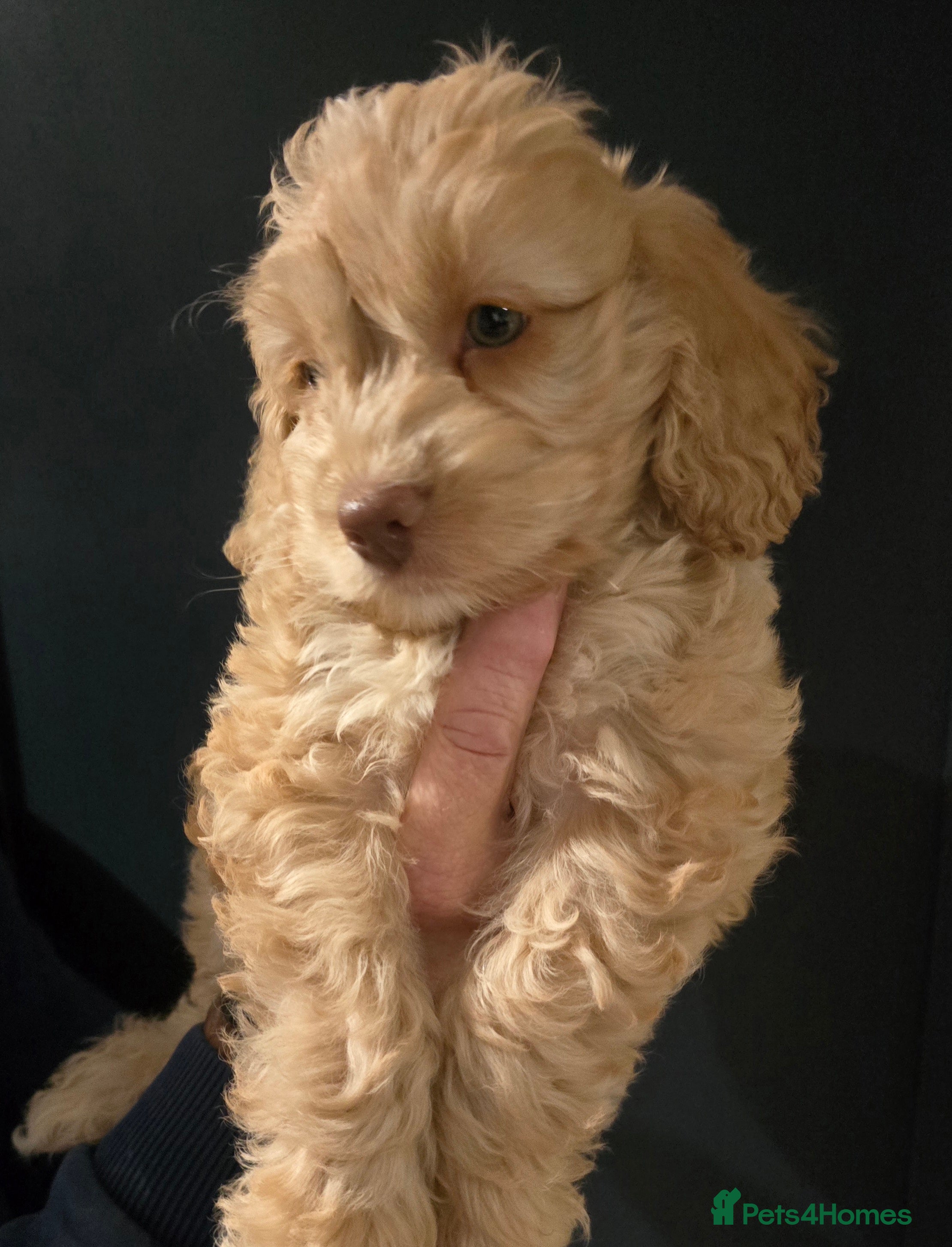 Cockapoo dogs F1 cockapoo puppies - extensive health tests - Advert 2