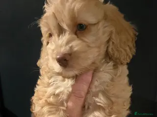 Cockapoo dogs F1 cockapoo puppies - extensive health tests - Advert 2