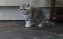 British Shorthair cats for sale: 🐾 charming pure British shorthair kittens 🐾 - Image 11