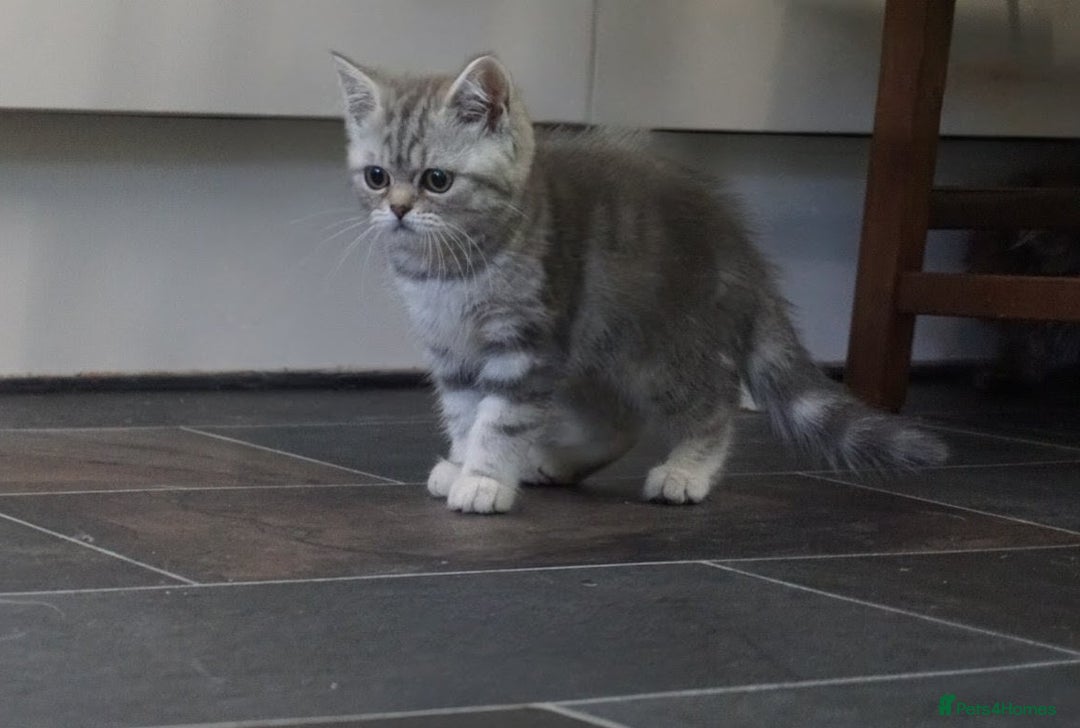 British Shorthair cats for sale: 🐾 charming pure British shorthair kittens 🐾 - Image 11