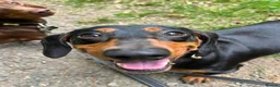 Miniature Dachshund dogs for sale: Nugget in Rowlands Gill - Advert 8