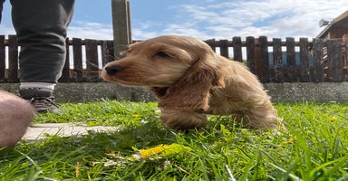 Cocker Spaniel dogs - Advert 1