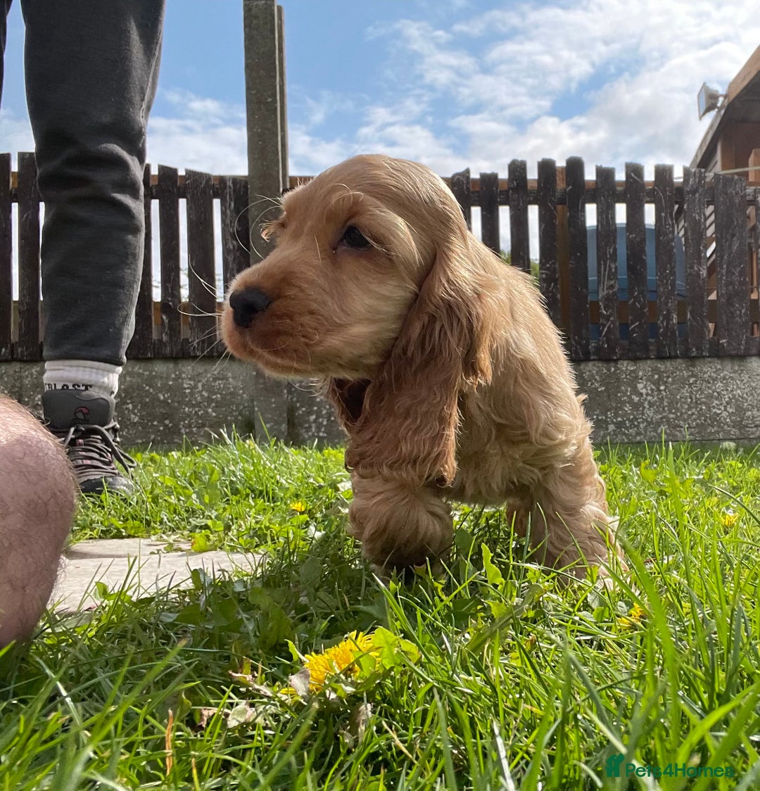 Cocker Spaniel dogs for sale: Stunning Show Quality Gold Girl - Image 2