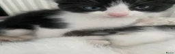 British Shorthair cats for sale: Black and white kitten  - Advert 2
