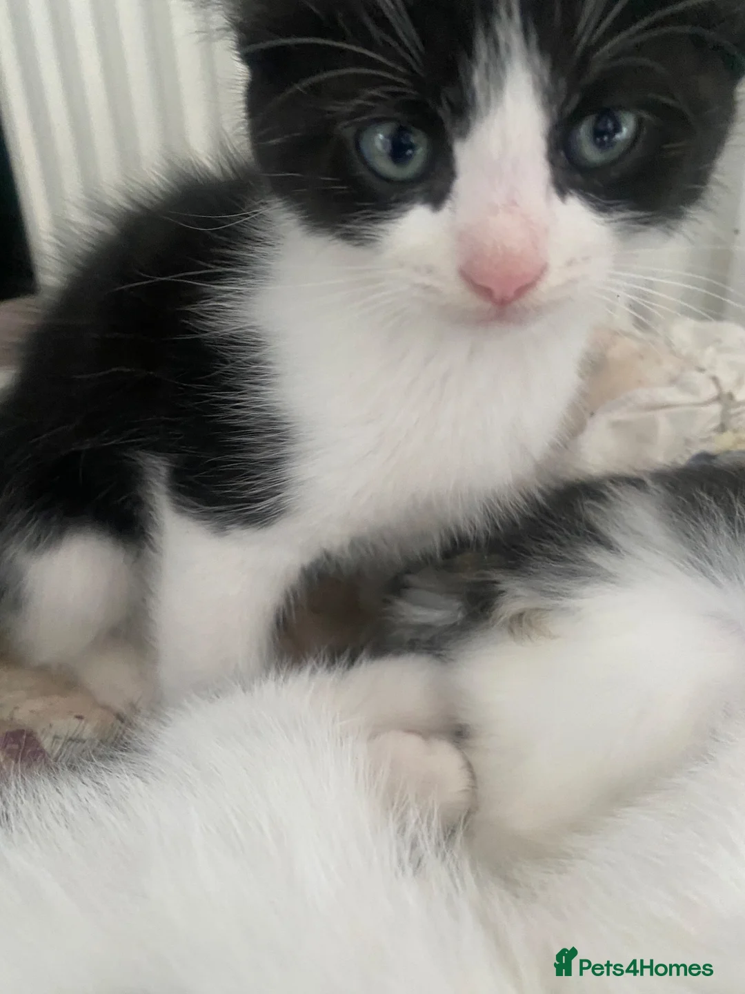 British Shorthair cats for sale: Black and white kitten  - Advert 2