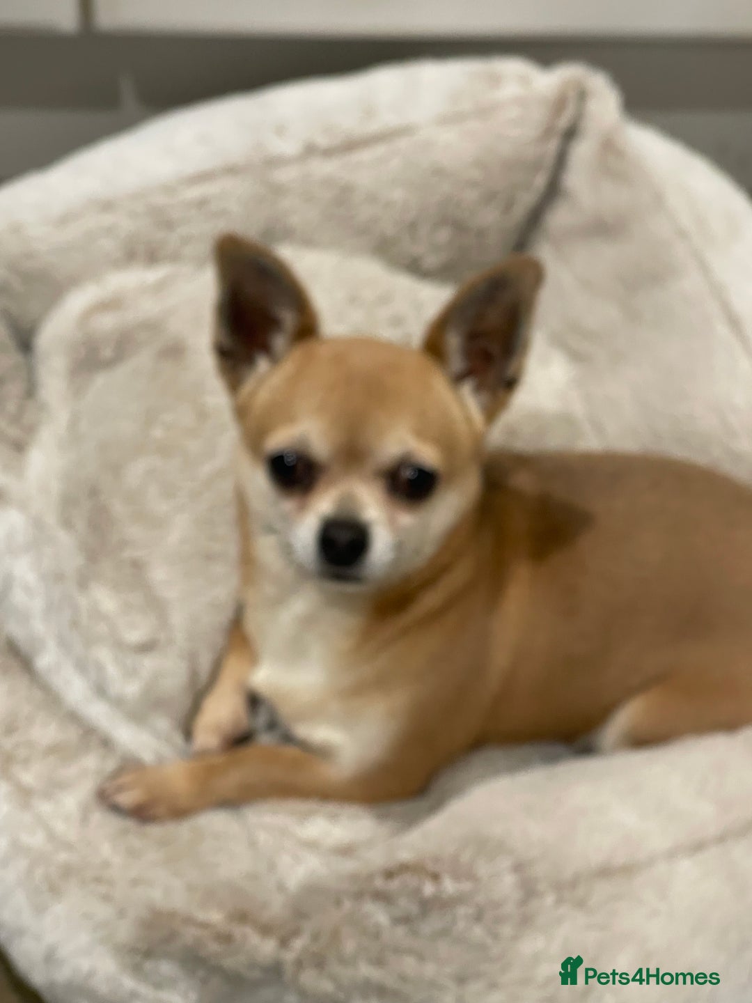Chihuahua dogs for sale: Lovely lady rose - Image 4