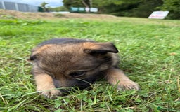 German Shepherd dogs for sale: Germany 🇩🇪 shepherd puppies dogs 🐕 big boned - Image 29