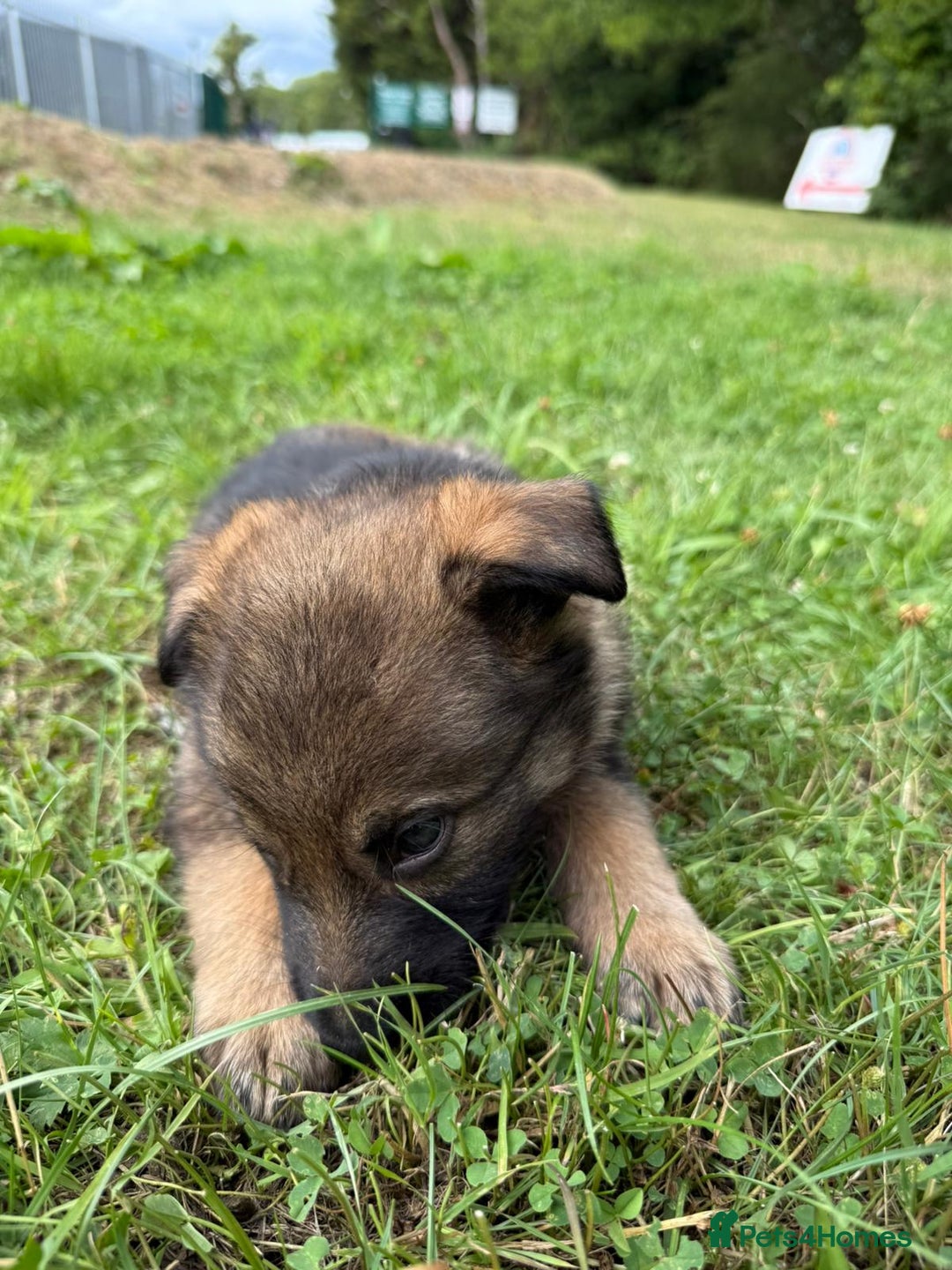 German Shepherd dogs for sale: Germany 🇩🇪 shepherd puppies dogs 🐕 big boned - Image 29