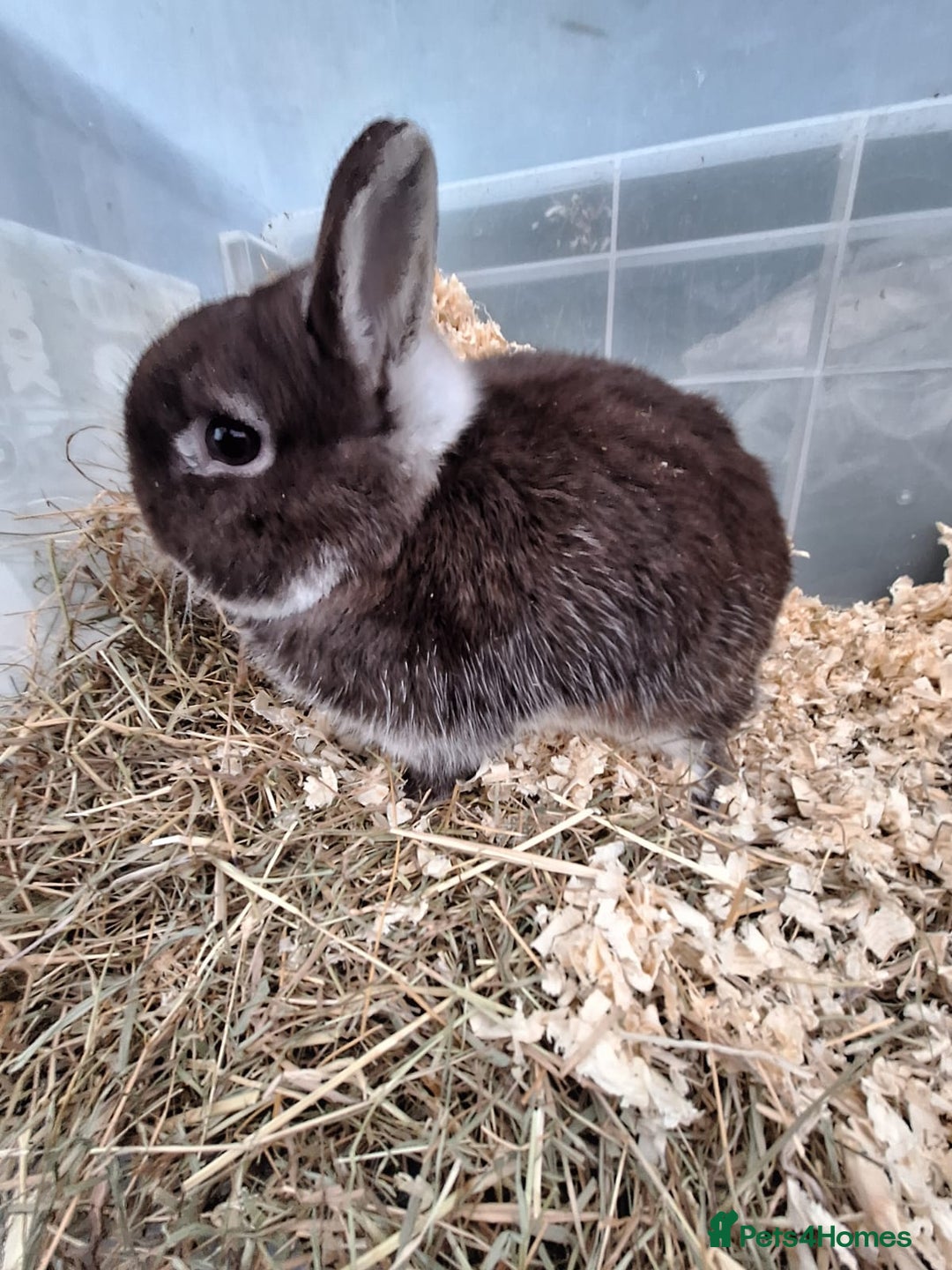Netherland Dwarf rabbits for sale: 4 Netherland dwarf buck rabbits for sale £40 each  - Advert 13