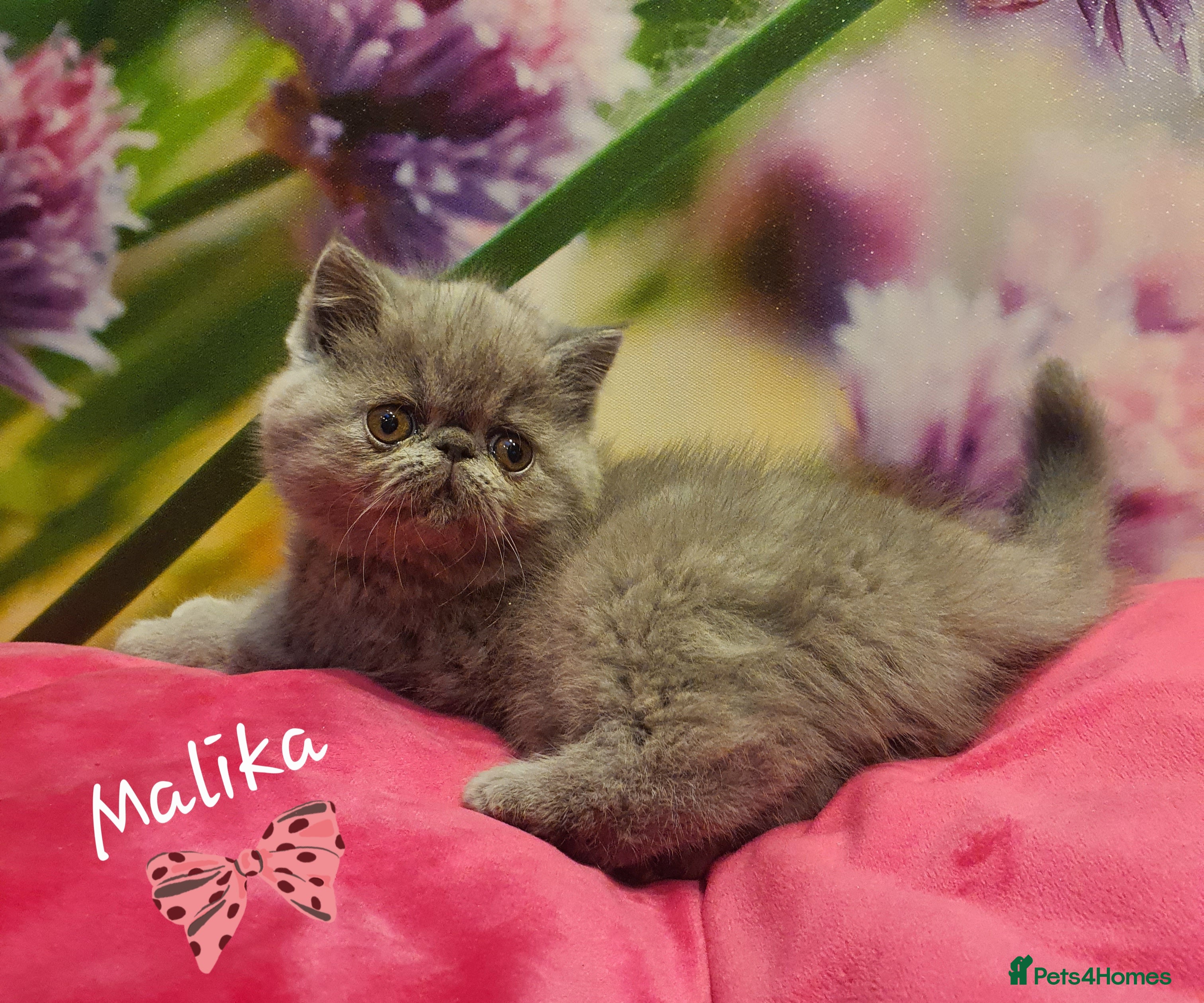 Exotic cats GCCF Gorgeous blue/cream Exotic female  - Advert 18