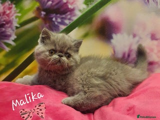 Exotic cats GCCF Gorgeous blue/cream Exotic female - Advert 3