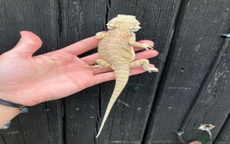 Bearded Dragon reptiles for sale: Bearded Dragons - stunning babies  - Image 6
