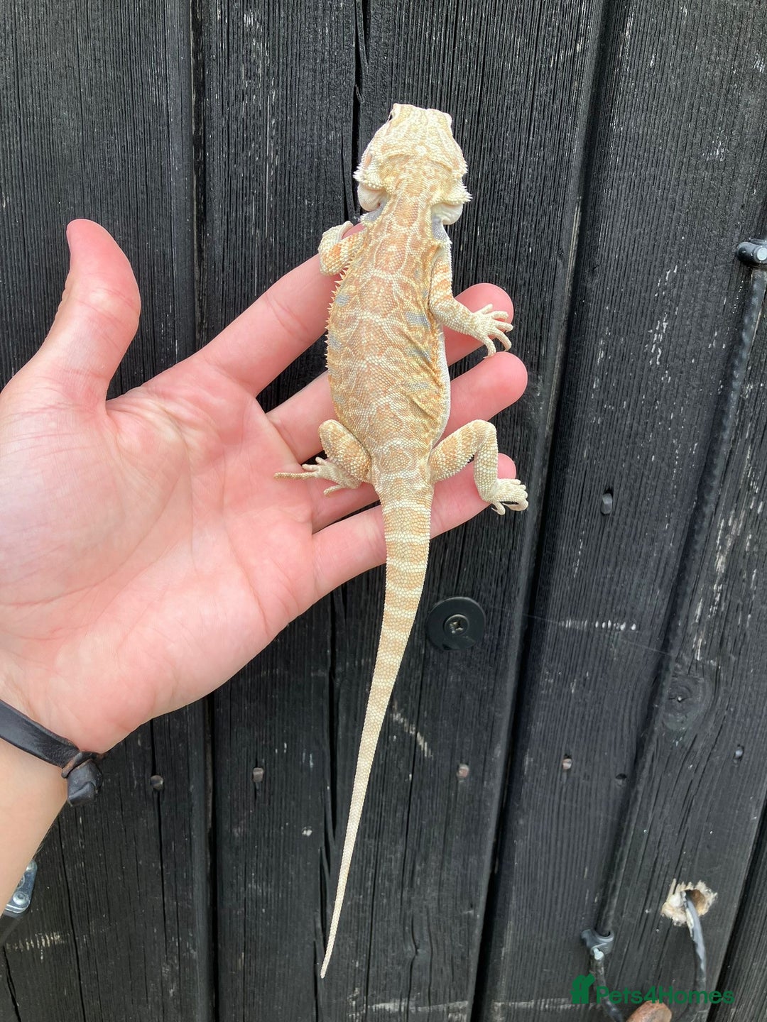 Bearded Dragon reptiles for sale: Bearded Dragons - stunning babies  - Image 6