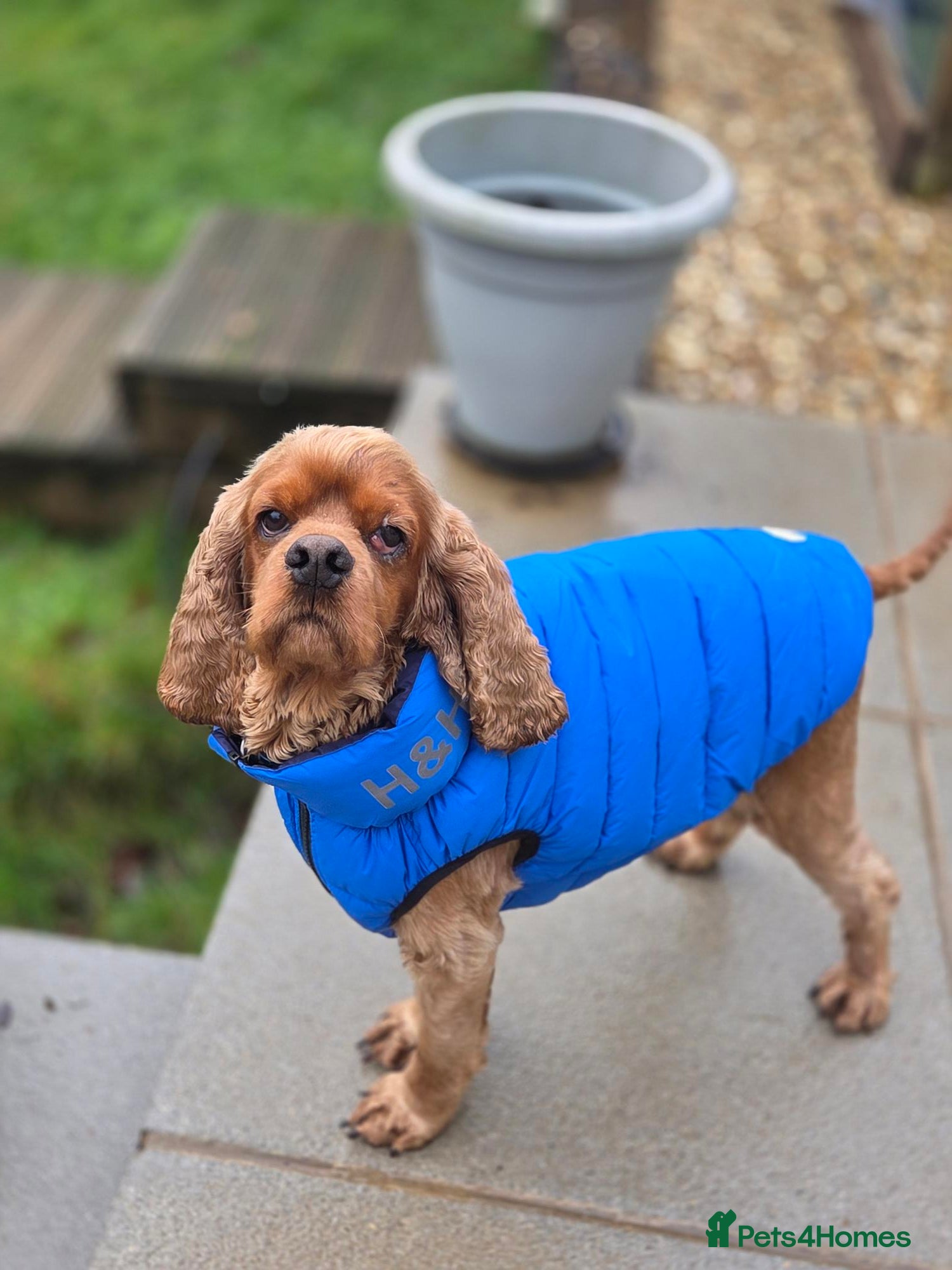 Cocker Spaniel dogs Lovely Ray needs his special forever home - Advert 2