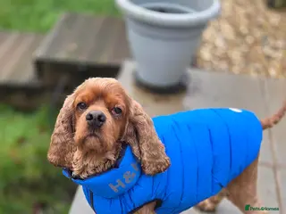 Cocker Spaniel dogs Lovely Ray needs his special forever home - Advert 2