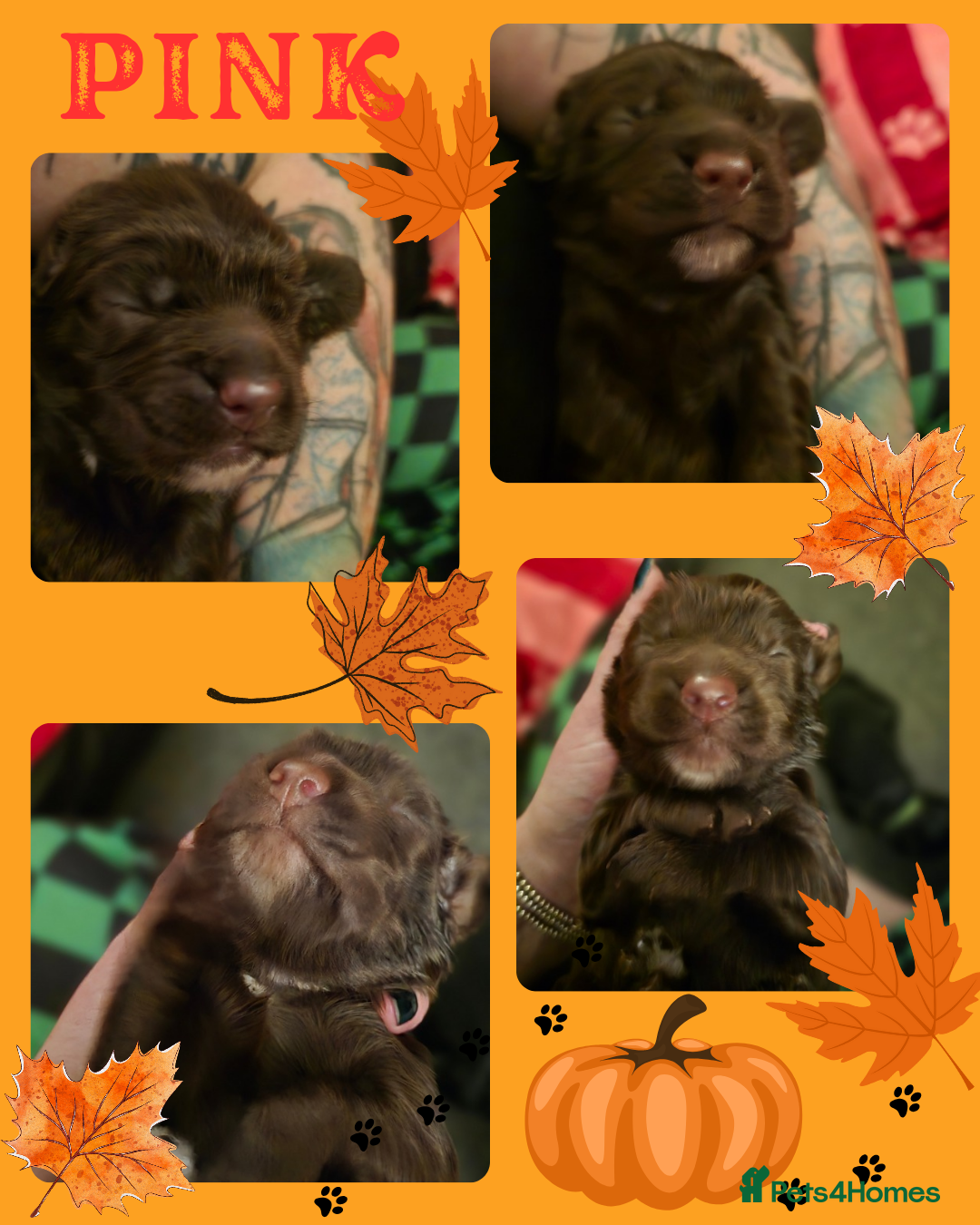 Cocker Spaniel dogs for sale: Cocker spaniel puppies - Image 14