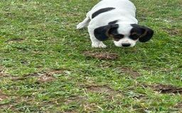 Mixed Breed dogs for sale: 1 Male Jack Russel cross Cavalier  - Image 3