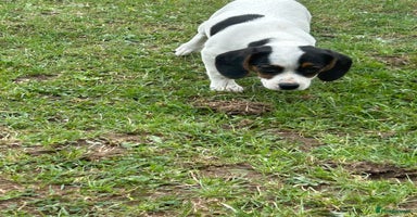 Mixed Breed dogs - Advert 4