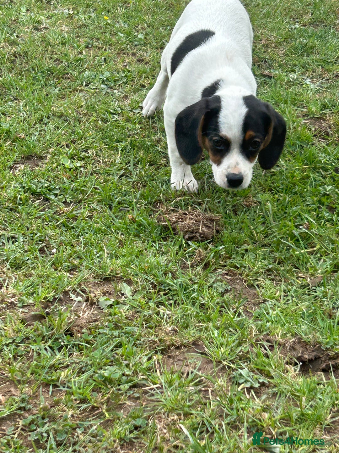Mixed Breed dogs for sale: 1 Male Jack Russel cross Cavalier  - Image 3