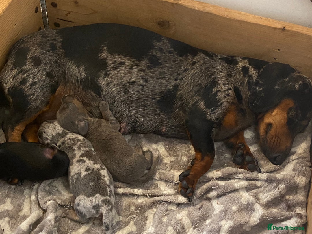 Miniature Dachshund dogs for sale: Beautiful miniature dachshunds  - Image 9