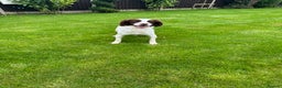 Sprocker dogs for sale: 5 F1 sprocker pups beautiful chocolate and white - Advert 2