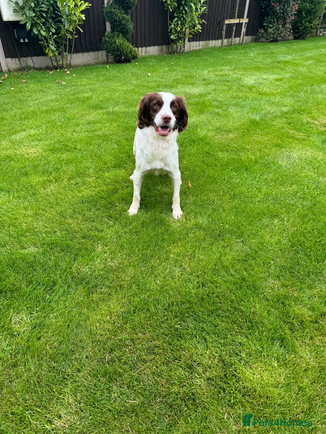Sprocker dogs for sale: 1 F1 sprocker pups beautiful chocolate and white - Advert 2