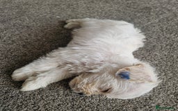 Mixed Breed dogs for sale: Westiepoo pups - Image 4
