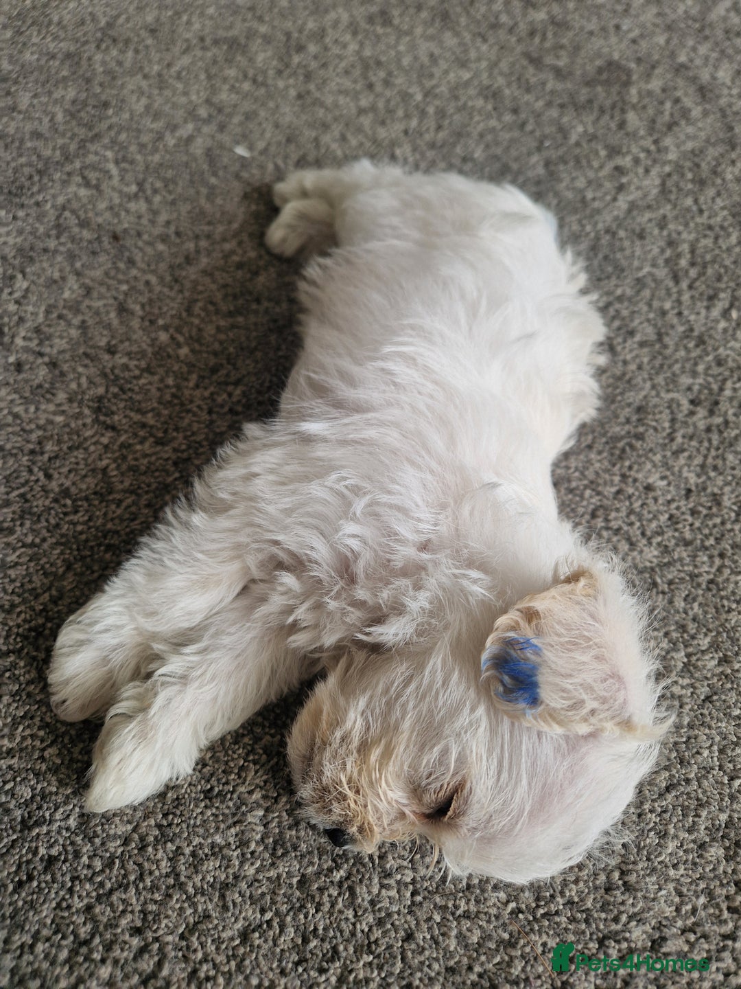 Mixed Breed dogs for sale: Westiepoo pups - Image 4